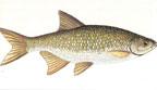 golden shiner