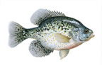 hybrid crappie